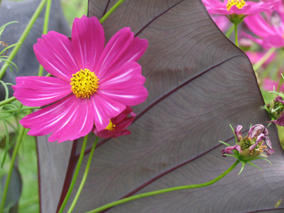 Who wants a green thumb when you can have a pink and yellow thumb?