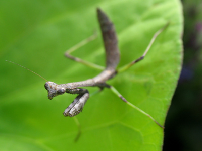 Not so much a praying mantis as an observing-a-moment-of-silence mantis.