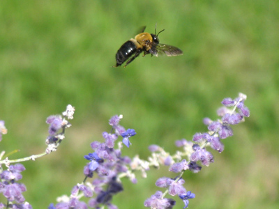 Humming in for a landing.