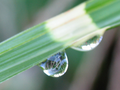 I see an upside-down garden in the dewdrop.