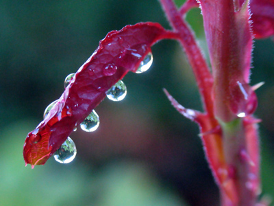 Correction:  I see four upside-down gardens.
