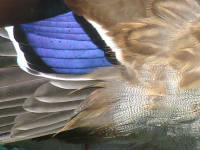 Hint:  it goes `quack.`