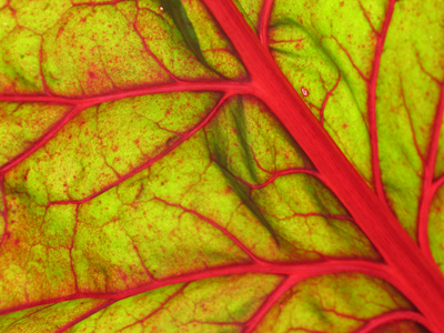 The human body has 100,000 miles of blood vessels.