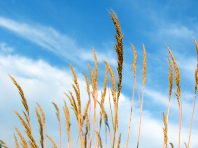I found the prairie.  Where`s the little house?