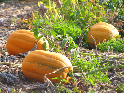 Not a pumpkin field, or a pumpkin garden;  it`s a pumpkin PATCH.