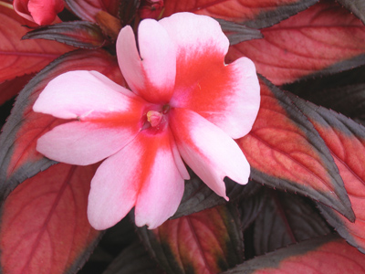 Anyone with a functional shutter finger could make a nice picture out of this.