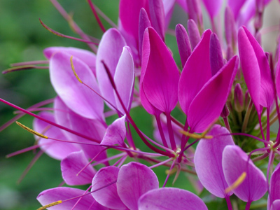 A functional shutter finger and a decent lens are required for this shot.