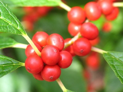 Berry, berry colorful.
