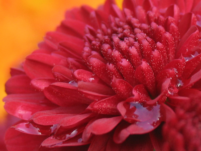 Today`s flower with drops of mysterious evening water.