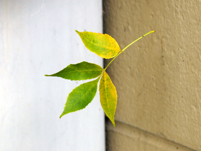 Suspended animation.