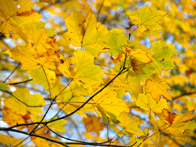 Normally I shoot them individually, but thought I could save some time this way.