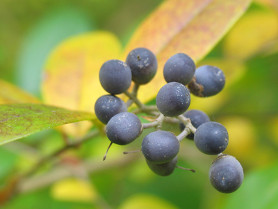 An unappetizing slate black color.