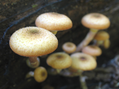 What happens to these when frost comes?