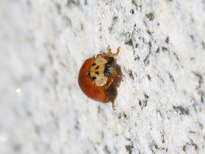 Asian ladybugs take jobs away from American ladybugs.