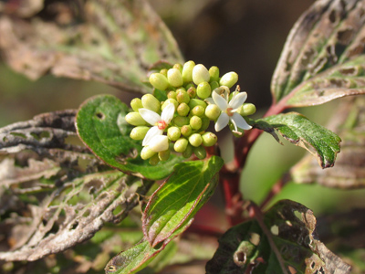 The living among the dead.