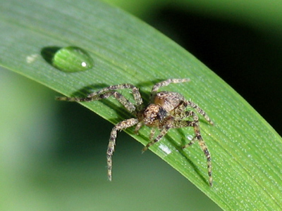 When a dewdrop is all you have, you guard it jealously.