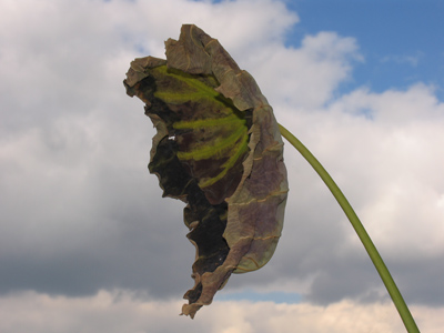 Earth was unprepared for the deadly force of the giant leaf from outer space.