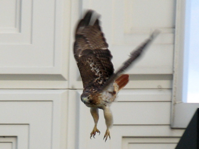 Suburban pigeons were unprepared for a red-tailed hawk in their shopping center parking lot.