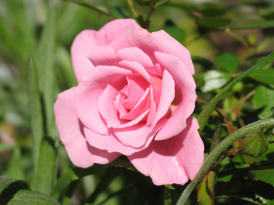 Enjoy the bloom and sun while it lasts.