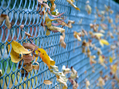 It`s that time of year when fences lose their leaves.