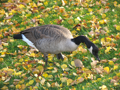 `It`s gotta be right around here somewhere.  It`s kind of reddish plastic with the keys to my Toyota on it`.