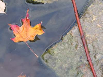 It`s been a wet autumn so far.