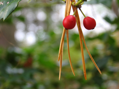 Berries straddled by some fallen pine needles.
