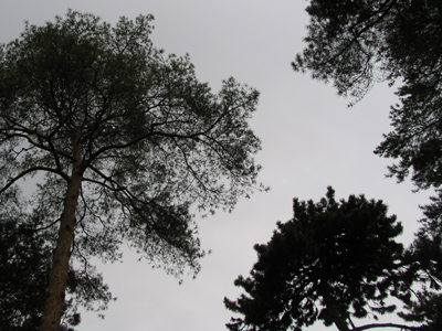 And the pine needles fell from . . . ?