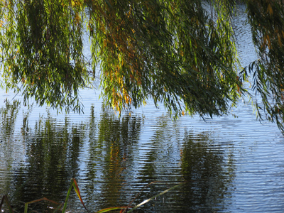 Where all day long the willows dream, And idly droop to kiss the stream. PAUL LAURENCE DUNBAR