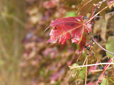 The vine still clings to the moldering wall, But at every gust the dead leaves fall. HENRY WADSWORTH LONGFELLOW