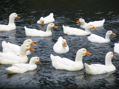 I went out with a microphone and recorded a duck tape.