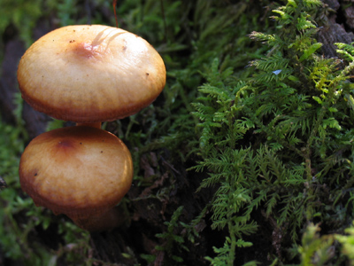 A little ranch dressing and I`m all set.