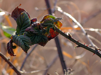 Going out in a blaze of glory.