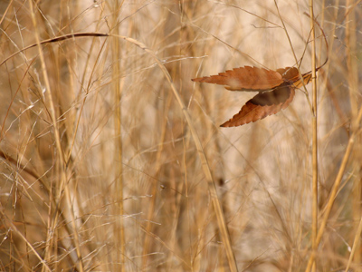 Comin` through the rye.