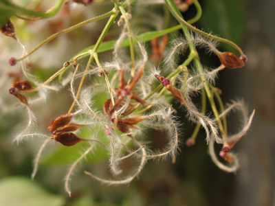 This species of plant is known to wind its way around people as they sleep, and then tickle them.