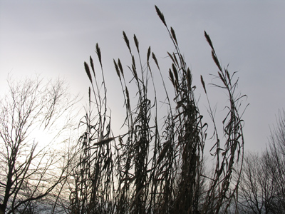 This bending grass was about 15 feet high.