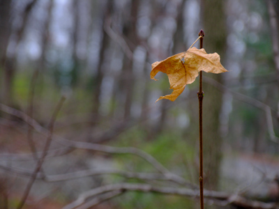 I just parked the car by the side of the road and went walking, looking for photo opportunities.