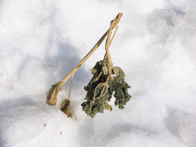 Winter is a difficult time for vegetarians.