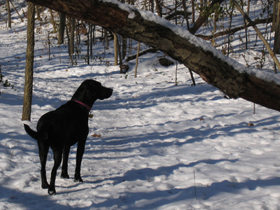 You`ve heard of hot cocoa?  This was cold Coco.