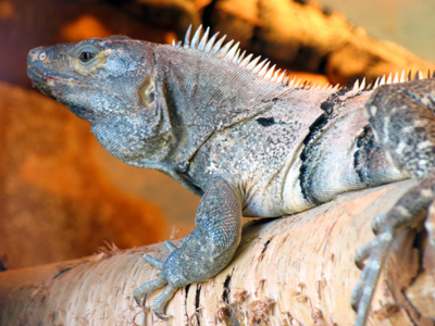 Iguana hold your hand.
