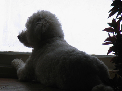 Visions of Snausages dance in its head.