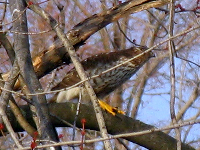  . . . when there`s a hawk nearby.