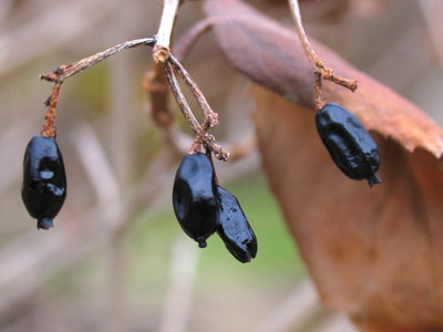 Where eggplant comes from.