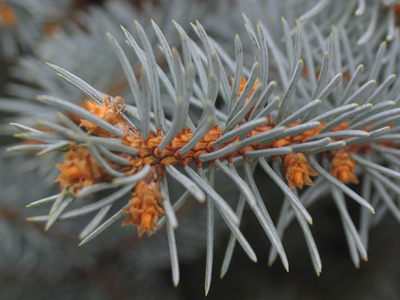 Mr. Collins invited them to take a stroll in the garden . . . Every view was pointed out with such a minuteness which left beauty entirely behind.  PRIDE AND PREJUDICE