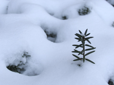 A polite snowfall . . . 