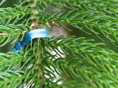 A plastic evergreen seems redundant.