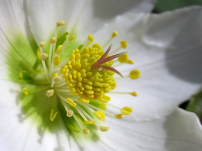 Been warm lately?  I found this outside, not at a florist.