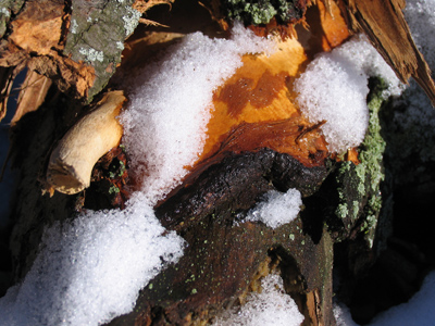 If only you had a scratch-n-sniff monitor, you could smell the pungent sap from this fallen tree.