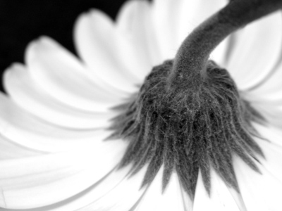 But you`ll look sweet upon the seat of a bicycle built for two.