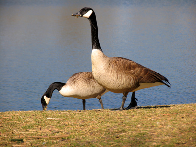 Does this LOOK like Canada?